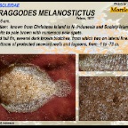 Aseraggodes melanostictus - Mottled sole