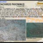 Pardachirus  pavoninus - Peacock sole