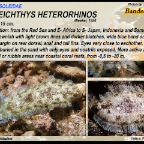 Soleichthys heterorhinos - Banded sole