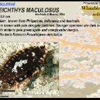 Soleichthys maculosus - Whiteblotched sole