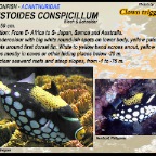 Balistoides conspicillum - Clown triggerfish
