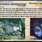 Balistoides viridescens - Moustache triggerfish