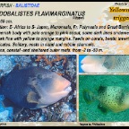 Pseudobalistes flavimarginatus - Yellowmargin triggerfish