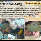 Balistapus undulatus - Orangestriped triggerfish