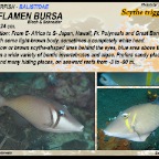 Sufflamen bursa - Scythe triggerfish