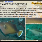 Sufflamen chrysopterus - Flagtail triggerfish