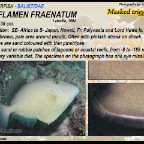 Sufflamen  frenatum - Masked triggerfish