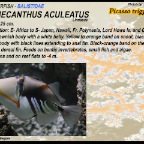 Rhinecanthus aculeatus - Picasso triggerfish