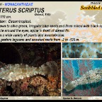 Aluterus scriptus - Scribbled filefish