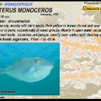 Aluterus monoceros - Unicorn filefish
