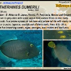 Cantherhines dumerili - Yelloweye filefish