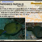 Cantherhines pardalis - Honeycomb filefish