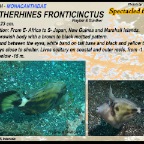 Cantherhines fronticinctus - Spectacled filefish