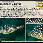 Paraluteres arquat - Andaman filefish