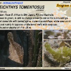 Acreichthys tomentosus - Seagrass filefish