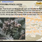 Chaetoderma penicilligera - Leafy filefish