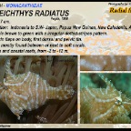 Acreichthys radiatus - Radial filefish