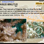 Rudarius minutus - Minute filefish 