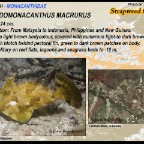 Pseudomonacanthus macrurus - Strapweed filefish