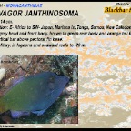 Pervagor janthinosoma - Blackbar filefish