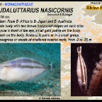 Pseudaluttarius nasicomis - Rhino filefish