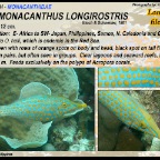 Oxymonacanthus longirostris - Longsnout filefish