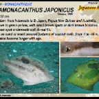 Paramonacanthus japonicus - Japanese filefish    