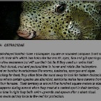 Boxfish info.