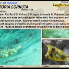 Lactoria cornuta - Longhorn cowfish