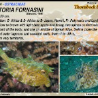Lactoria fornasini - Thornback boxfish