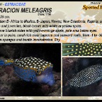 Ostracion melaegris -  Spotted boxfish
