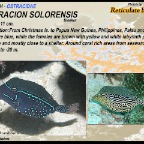 Ostracion solorensis - Reticulate boxfish