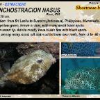 Rynchostracion nasus - Shortnose boxfish