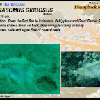 Tetrasomus gibbosus - Humpback boxfish