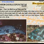 Arothron caeruleopunctatus - Blue-spotted pufferfish
