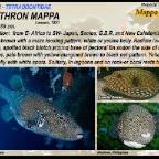 Arothron mappa - Mappa  pufferfish