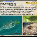 Arothron  hispidus - White-spotted pufferfish