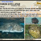 Arothron stellatus - Star pufferfish