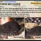 Arothron meleagris - Guineafowl pufferfish