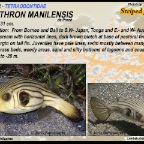 Arothron manilensis - Striped pufferfish