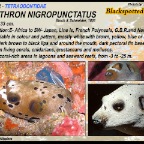 Arothron nigropunctatus - Blackspotted pufferfish