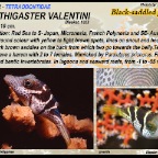 Canthigaster valentini -Black saddled puffer