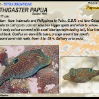Canthigaster papua - Papuan toby