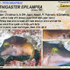 Canthigaster epilampra - Lantern toby