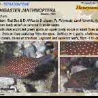 Canthigaster janthinoptera - Honeycomb toby