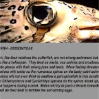 Porcupinefish info.