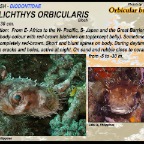 Cyclichthys orbicularis - Orbicular burrfish