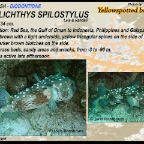 Cyclichthys spilostylus - Yellowspotted burrfish