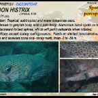 Diodon histrix - Spot-fin porcupinefish
