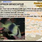 Diploprion bifasciatum - Double banded soapfish